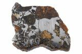 Polished Pallasite Meteorite ( g) Slice - NWA #301185-1